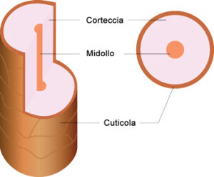STRUTTURA CAPELLO
